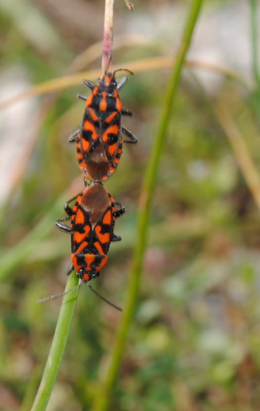 Lygaeidae: Spilostethus saxatilis del Lazio (Rm)